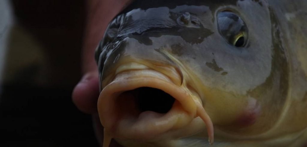 best carp care kit