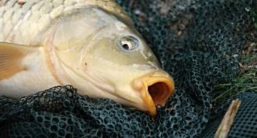 Best Carp Landing Nets