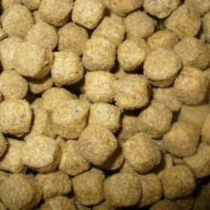 dog biscuit dog biscuit