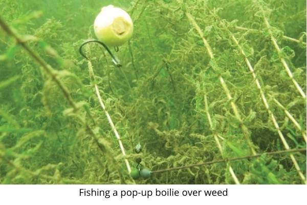 fishing over weed carp rigs for beginners carp rigs for beginners- fishing a pop up over weed