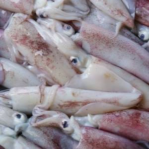 squid squid