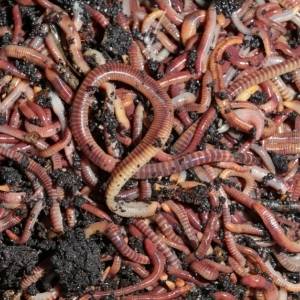 worms worms