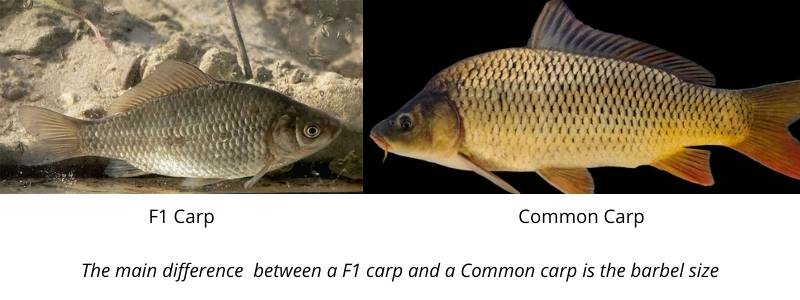 difference between f1 and other carp
