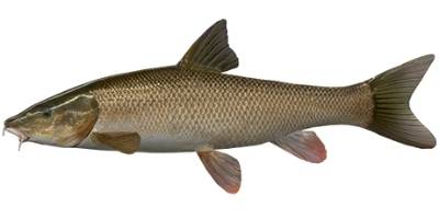what is coarse fishing - Barbel