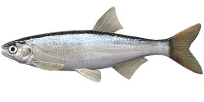 what is coarse fishing - Bleak
