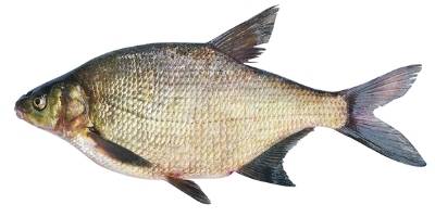 what is coarse fishing - Bream