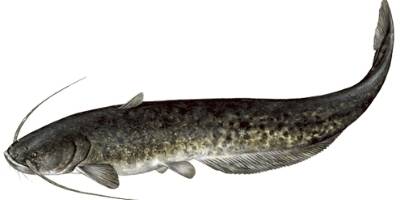 what is coarse fishing - wels catfish