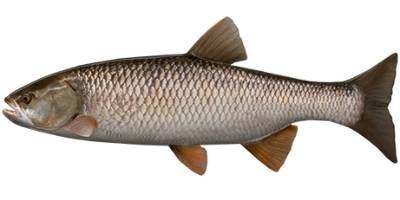 what is coarse fishing- chub