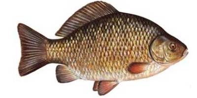 what is coarse fishing- crucian