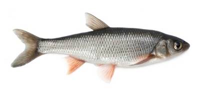 what is coarse fishing- dace