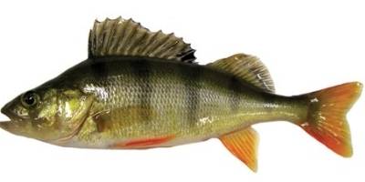 what is coarse fishing- perch