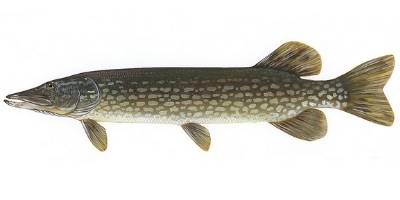 what is coarse fishing- pike