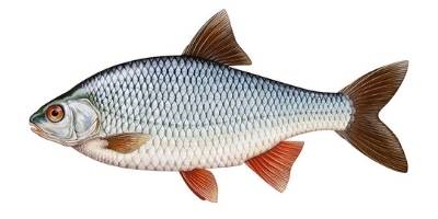 what is coarse fishing- roach