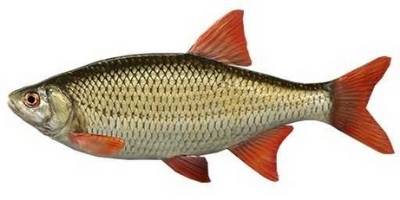what is coarse fishing- rudd