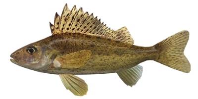 what is coarse fishing- ruffe
