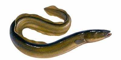 what is coarse fishing- eel