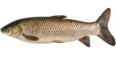 what is coarse fishing- grass carp