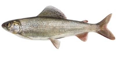what is coarse fishing- grayling