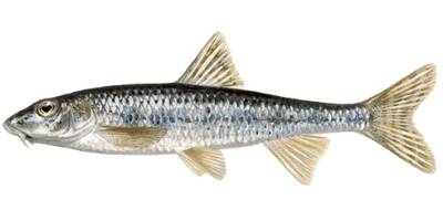 what is coarse fishing- gudgeon