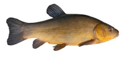 what is coarse fishing- tench