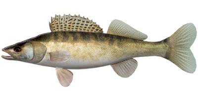 what is coarse fishing- zander