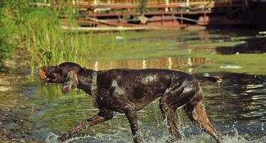 Best Pet friendly log cabins with fishing